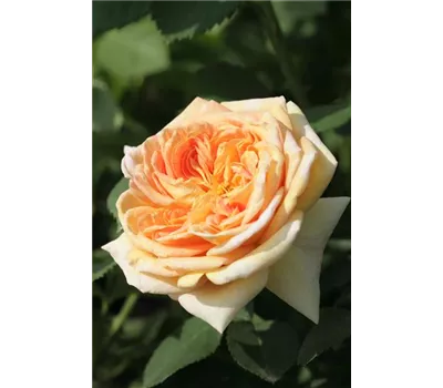 Rosa 'Alchymist' Rosa 'Alchymist'