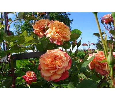 Rosa 'Aloha'® Rosa 'Aloha'®