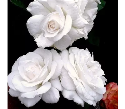 Rosa 'Annapurna'® Rosa 'Annapurna'®