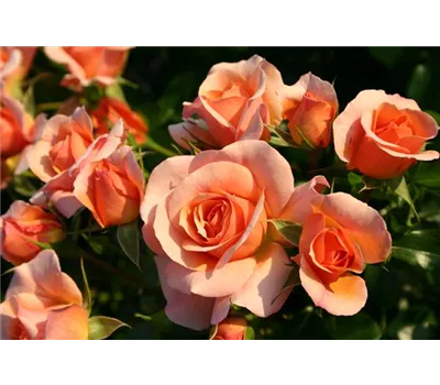 Rosa 'Aprikola'® Rosa 'Aprikola'®