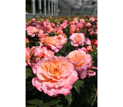 Rosa 'Augusta Luise'® Rosa 'Augusta Luise'®