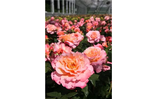 Rosa 'Augusta Luise'® Rosa 'Augusta Luise'®