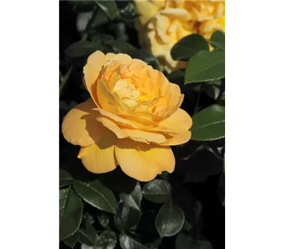 Rosa 'Bernstein Rose'® Rosa 'Bernstein Rose'®