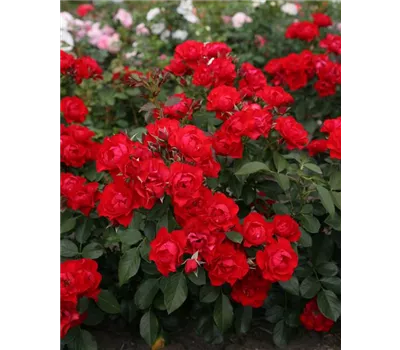 Rosa 'Black Forest Rose'® Rosa 'Black Forest Rose'®