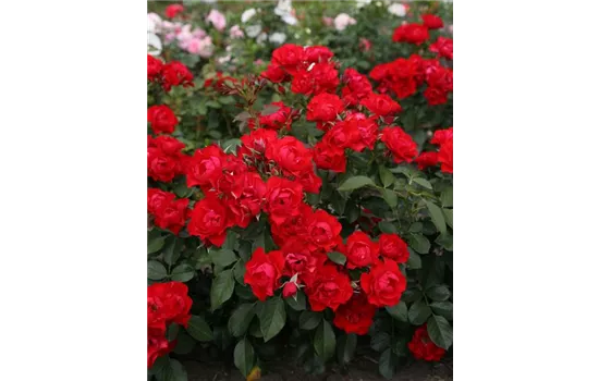 Rosa 'Black Forest Rose'® Rosa 'Black Forest Rose'®
