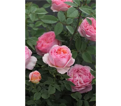 Rosa 'Boscobel'® Rosa 'Boscobel'®