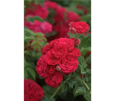 Rosa 'Chevy Chase' Rosa 'Chevy Chase'