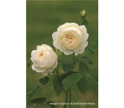 Rosa 'Claire Austin'® Rosa 'Claire Austin'®