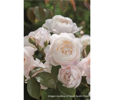 Rosa 'Desdemona'® Rosa 'Desdemona'®