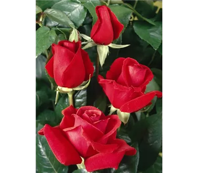 Rosa 'Duftwolke'® Rosa 'Duftwolke'®