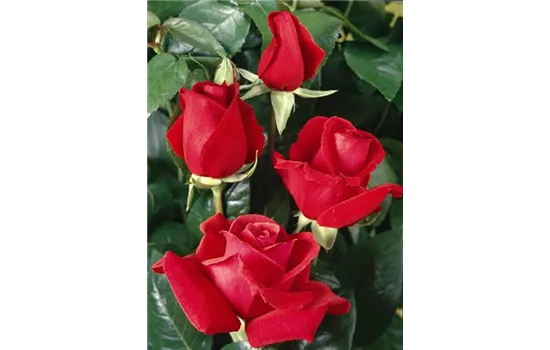 Rosa 'Duftwolke'® Rosa 'Duftwolke'®