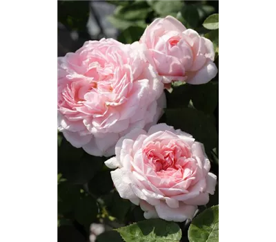 Rosa 'Eglantyne'® Rosa 'Eglantyne'®