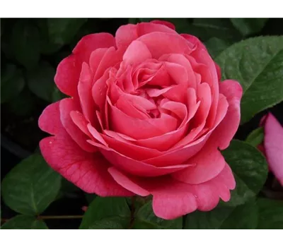 Rosa 'Elbflorenz'® Rosa 'Elbflorenz'®