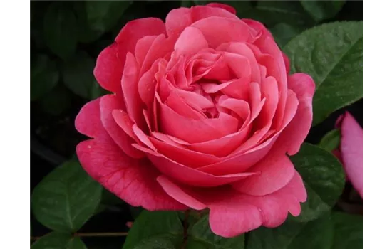 Rosa 'Elbflorenz'® Rosa 'Elbflorenz'®