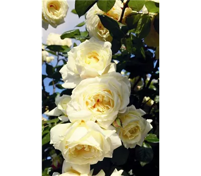 Rosa 'Elfe'® Rosa 'Elfe'®