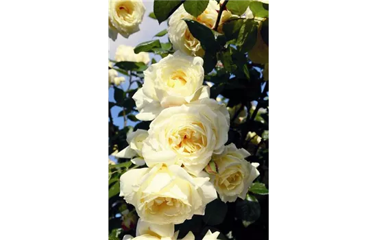 Rosa 'Elfe'® Rosa 'Elfe'®