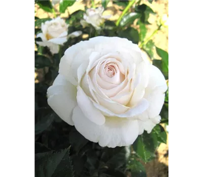 Rosa 'Elvis'® Rosa 'Elvis'®