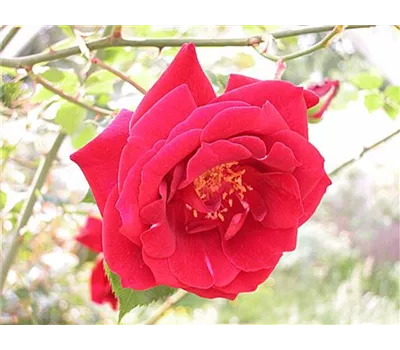 Rosa 'Climbing Etoile de Hollande' Rosa 'Climbing Etoile de Hollande'