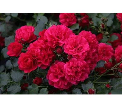 Rosa 'Gärtnerfreude'® Rosa 'Gärtnerfreude'®