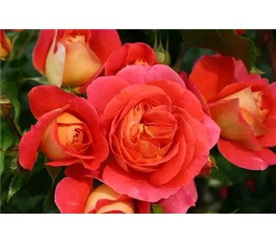 Rosa 'Gebrüder Grimm'® Rosa 'Gebrüder Grimm'®