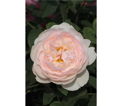 Rosa 'Gentle Hermione'® Rosa 'Gentle Hermione'®