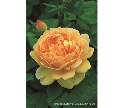 Rosa 'Golden Celebration'® Rosa 'Golden Celebration'®