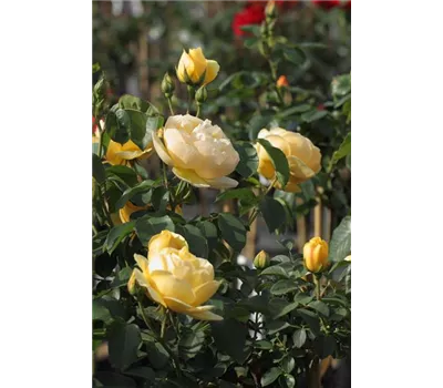 Rosa 'Graham Thomas'® Rosa 'Graham Thomas'®