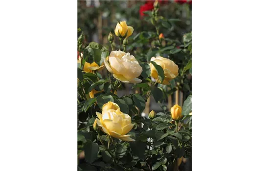 Rosa 'Graham Thomas'® Rosa 'Graham Thomas'®