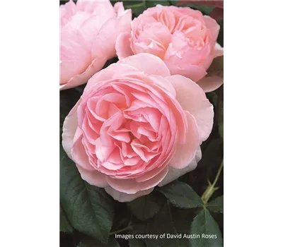 Rosa 'Heritage'® Rosa 'Heritage'®