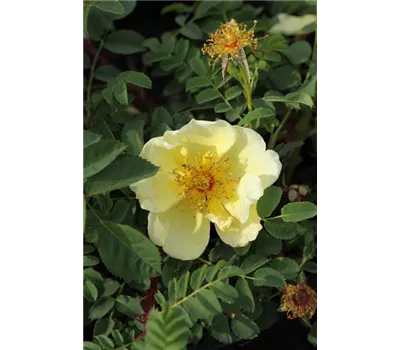 Rosa hugonis Rosa hugonis