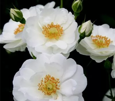 Bodendecker Innocencia Bodendecker Innocencia