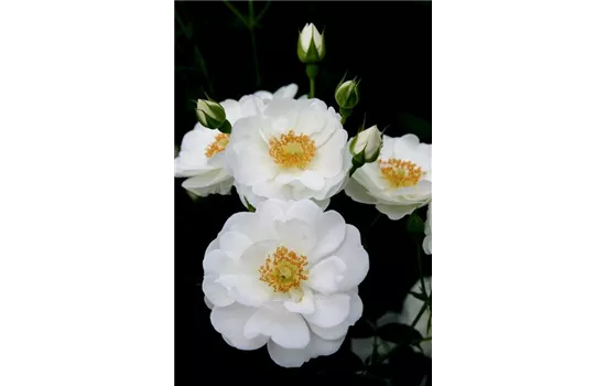 Rosa 'Innocencia'® Rosa 'Innocencia'®