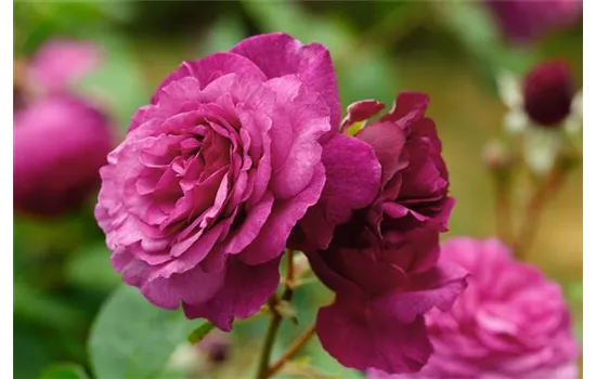 Rosa 'Kaffe Fassett'® Rosa 'Kaffe Fassett'®