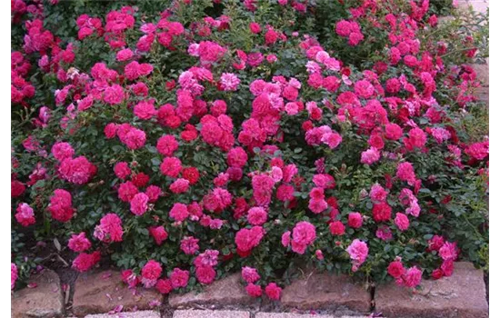 Rosa 'Knirps'® Rosa 'Knirps'®