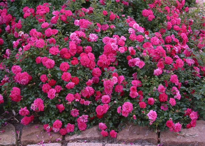 Bodendeckerrose Knirps