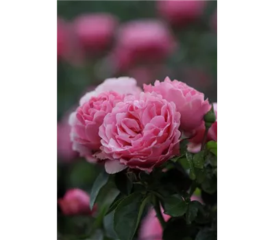 Rosa 'Leonardo da Vinci'®, Stamm Rosa 'Leonardo da Vinci'®, Stamm
