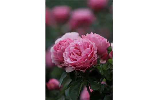 Rosa 'Leonardo da Vinci'® Rosa 'Leonardo da Vinci'®