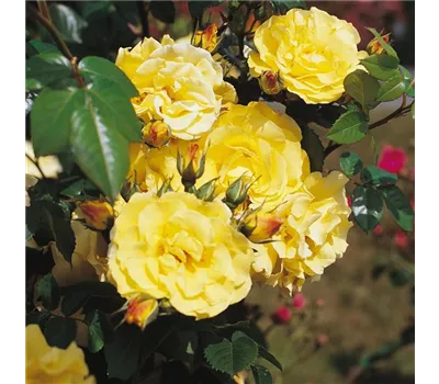 Rosa 'Lichtkönigin Lucia'® Rosa 'Lichtkönigin Lucia'®