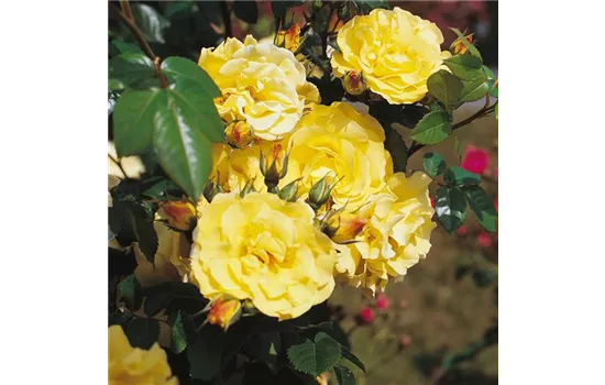 Rosa 'Lichtkönigin Lucia'® Rosa 'Lichtkönigin Lucia'®