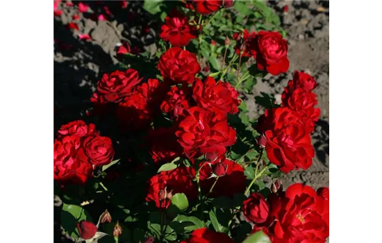 Rosa 'Lilli Marleen'® Rosa 'Lilli Marleen'®