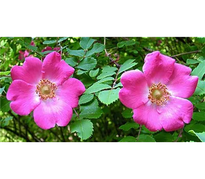 Rosa moyesii Rosa moyesii