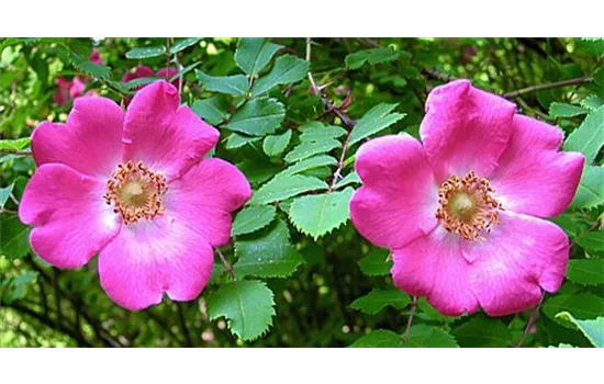 Rosa moyesii
