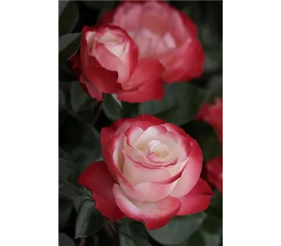 Rosa 'Nostalgie'®, Stamm Rosa 'Nostalgie'®, Stamm