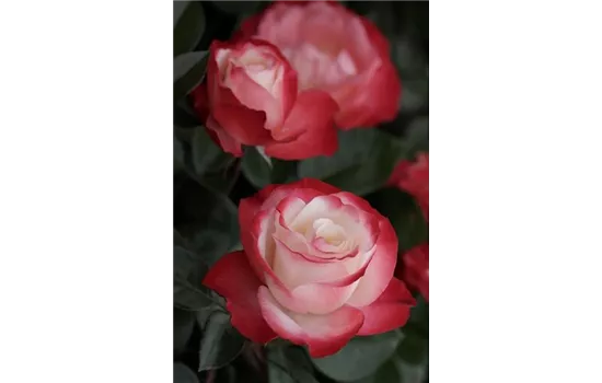 Rosa 'Nostalgie'®, Stamm Rosa 'Nostalgie'®, Stamm