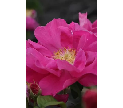 Rosa 'Gallica Officinalis' Rosa 'Gallica Officinalis'