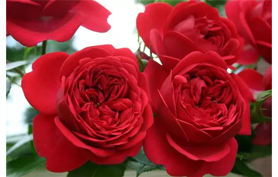 Rosa 'Out of Rosenheim'® Rosa 'Out of Rosenheim'®