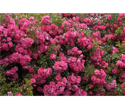 Rosa 'Palmengarten Frankfurt'® Rosa 'Palmengarten Frankfurt'®