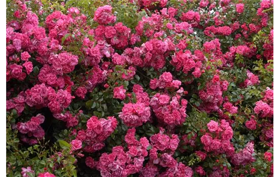 Rosa 'Palmengarten Frankfurt'® Rosa 'Palmengarten Frankfurt'®