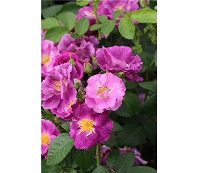 Rosa 'Rhapsody in Blue'®