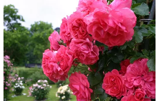 Rosa 'Rosarium Uetersen'® Rosa 'Rosarium Uetersen'®